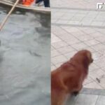 嚇死本喵！小虎斑剛被打撈上岸　下一秒撞見大狗嚇到「原地起飛」：魂都沒了